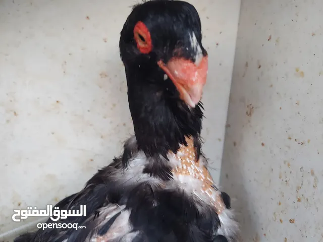 مسود اسود +طيرة يهودية سودة بسعر حرق