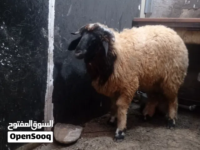حولي برقوي