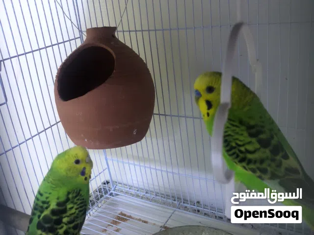 زوج بادجي للبيع