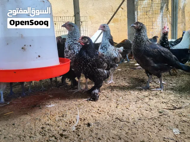 عتاتيق للبيع
