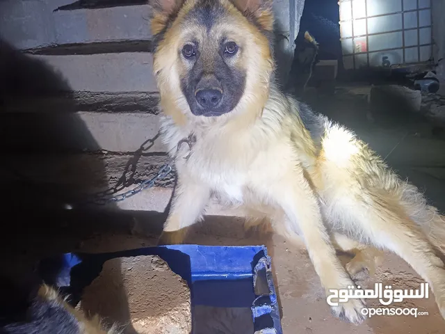 للبدل على جاج أو حمام جراء جيرمني شيبر لونق هير نخب