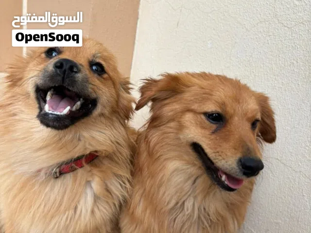 كلاب تشيواوه
