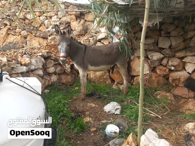 حمار فحل بسعر حرق