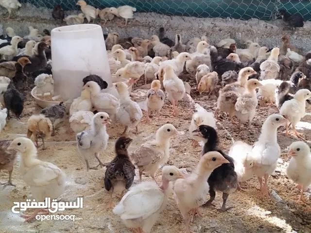 دجاج عماني فرنسي+فروخ كوكتيل