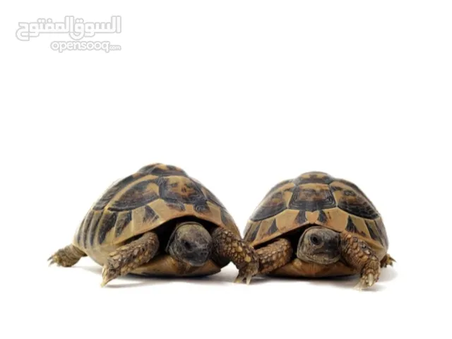 سلاحف عدد 2