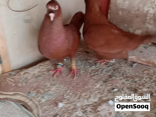حمام للبيع