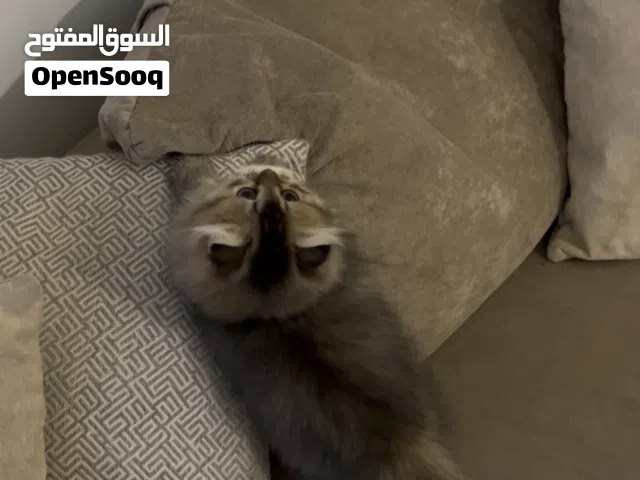 كتن سكوتش فولد لونق هير للبيع