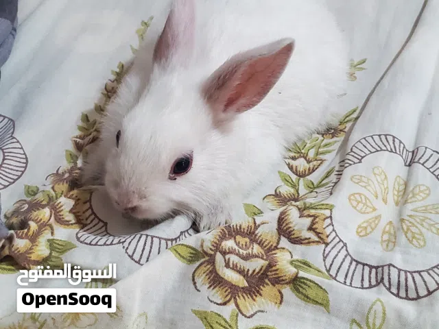 أرانب صغار عُمر شهرين للبيع