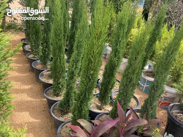 محل للايجار بالديكوًر والمكيف والجبس والاضاءة وباب ومكتب وديكور كامل يصلح ان يكون محل ملابس
