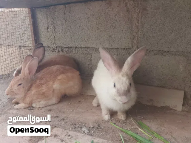 ارانب عمانيه الواحد 4 جمله كلهن الواحد 3.5