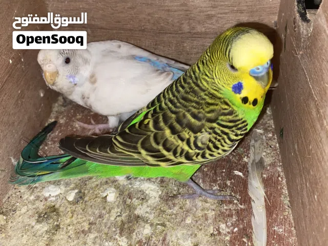 جوز بقلينو تحته فرخين