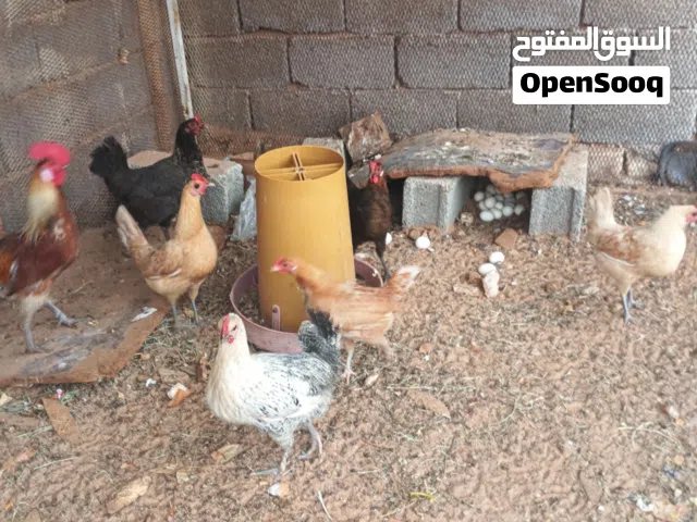 دجاج عربي للبيع
