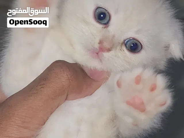 2 kittens for sale