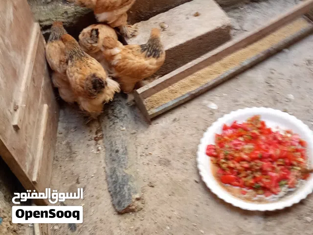 خمس فراخ براهما للبيع سعر الحبه على 7 دينار عمر شهرين لا يوجد توصيل