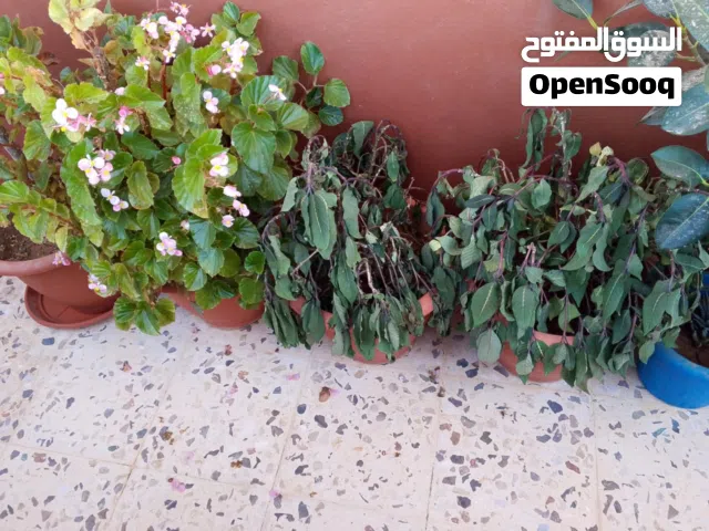 في 150 اقواره ازهار و ورد زريعة اي استفسار على الخاص بشرط كامل