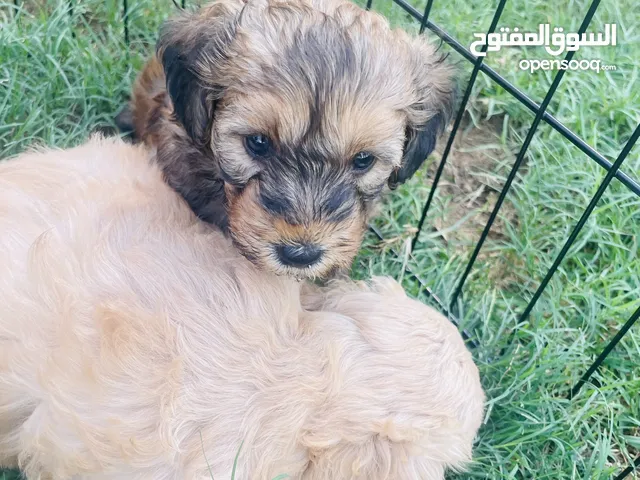 جراء بودل مع بومريان