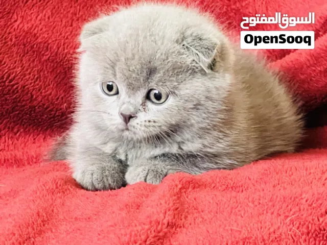 Pure British Shorthair & Scottish Fold Kittens  male and female – 55 Days Old