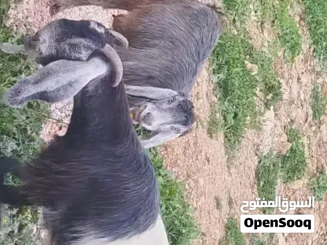 عنز شامي للبيع