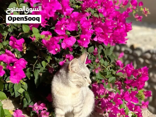 أريد قط تبني عمر شهر لو شهرين