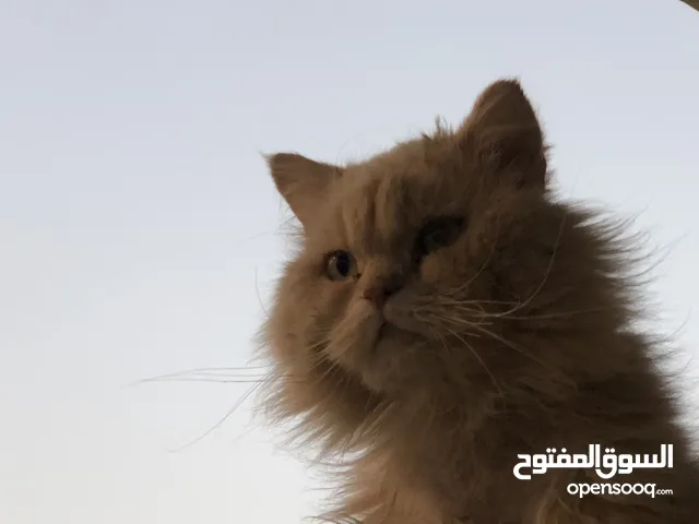 سنور ليً البيع
