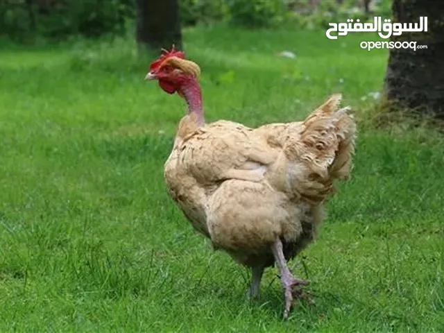 ابحث عن دجاج حبحب عماني  وكذلك دجاج بو عنيق