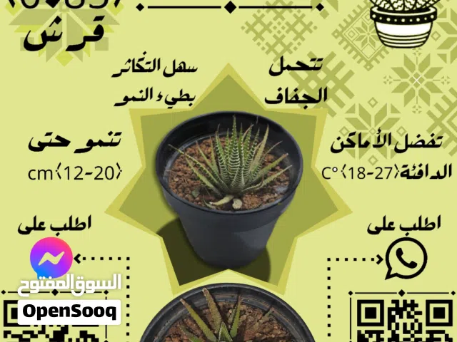صبار الزيبرا