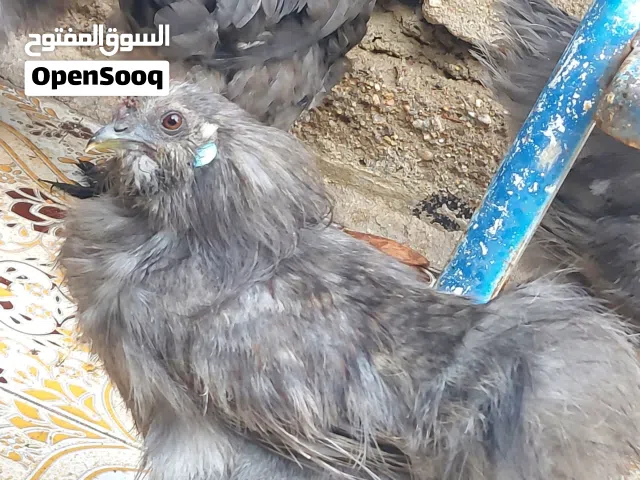 دجاج زينة للبيع سلكي وسلطاني وكوشن