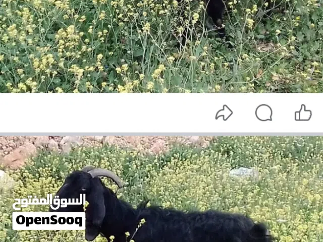 عنزه للبيع اعشار شهرين