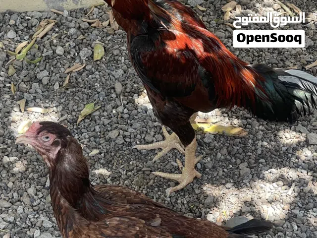 ديك و دجاج للبيع باكستاني