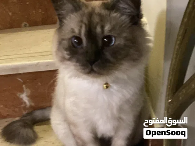 قط هيمالايا سيامي ذكر يبحث عن منزل جديد