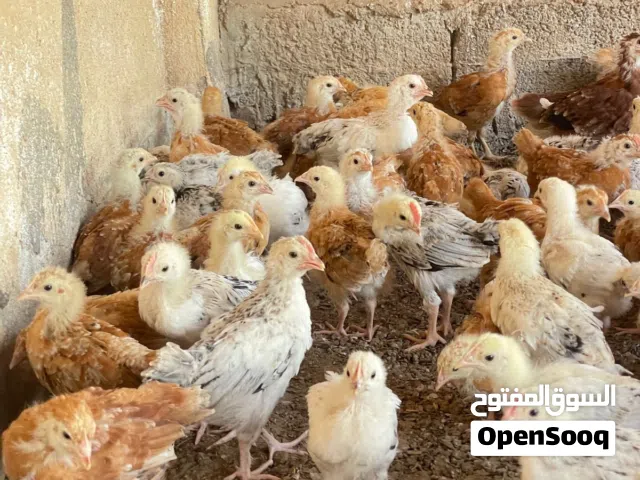صيصان فرنسي بيور الاحمر والابيض
