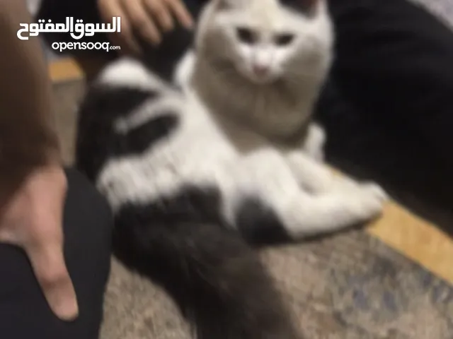 قطط للبتني صحة جيده جداً