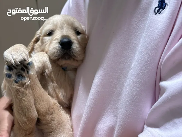Golden retriever puppy 3 boys and four girls