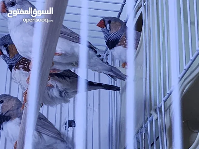 فناجس جامبوا 9 ازواج