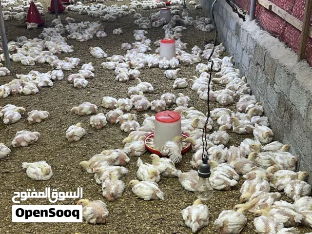 مطلوب ممول ومستثمر