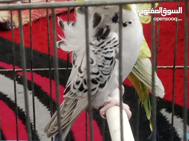 زوج هوجو رومو تكساس جانبو وطيرة تكساس بنت الزوج وزوج حب بلدي وطيرة كوكتيل عمر 5شهور جانبو