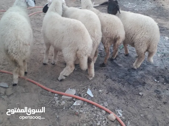 إفاطايم برقاويات ،.،.،.،..،.،.،.،.،.،.،.،.،.،..،،..،.،.،.،.،..،.،.،.،.،.،.،..،.،.،.،..،.،.،.،.،.،.،.