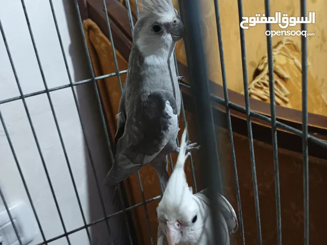 زوج كوكتيل وايت فيس