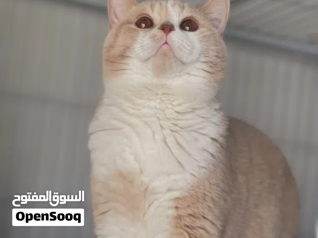 Scottish Straight CreamBicolor-سكوتش ستريت بايكلر كريم وايت (للتزاوج)