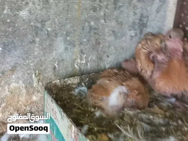 جوزين حمام شغل حضانه حنونات وهاديات الجوزين بتركن عليهم تحط تحتهم بيض وتطلع فراخ ان شاء الله