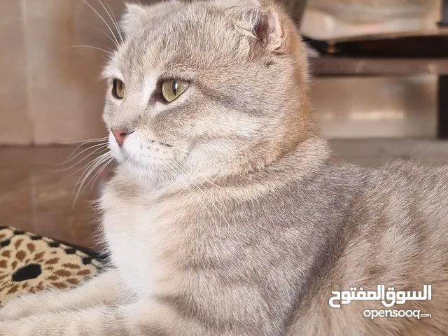 قط ذكر سكوتش فولد مطوي الأذن اللون رمادي هادي كثير سبب البيع عدم التفرغ