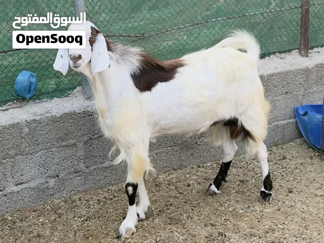 تيس باكستاني