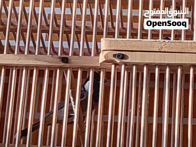 بلابل عدد 3 للبيع ابيات مالات البصره