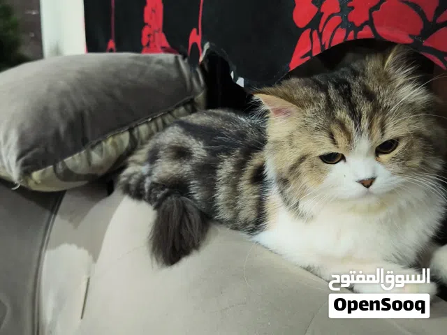 Persian, 14 months, nurtured, bathroom trained behaved cat
