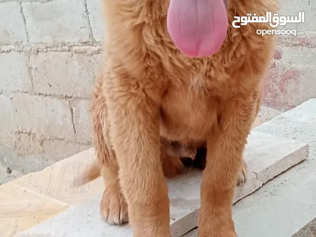 ذكر جولدن ريتڤير بيور لون غامق