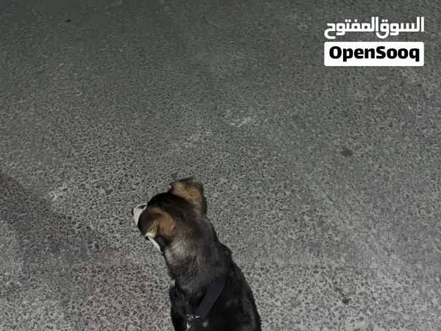 كلب للببع هاسكي مع جمبيع اكسسواراتو و اغراضو و مطعم التطعيم الاول عمر الكلب 4 اشهر الكلب مو مريض