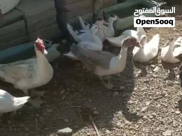 البط مصري بأحجام مختلفة