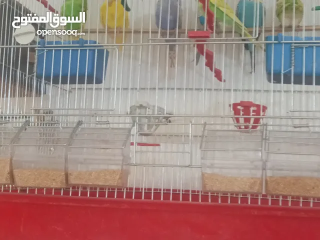 طيور الحب البادجي