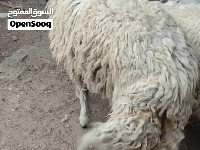 سلام عليكم متوفر نعجه ورجينه خشنه كلش تنفع كصابة وتنفع جني ترباة بيت