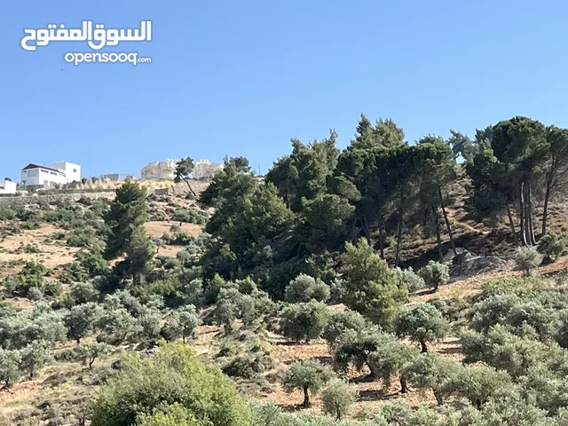Farm Land for Sale in Jerash Soof